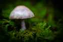 Mushroom with moss