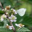 White Butterfly2