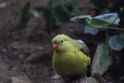 Parakeet or Parrot