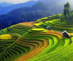 Mu-Cang-Chai-has-2500-hectares-of-rice-terraces-mostly-in-La-Pan-Tan-Che-Cu-Nha-De-Xu-Phinh-communes-etc.