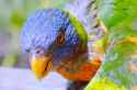 lorikeet