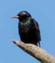 sony_200-600mm