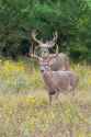 TExas-Wildlife-19-686x1030