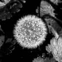 justaweed