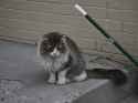 sad cat