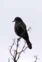 CRW_0021_02