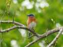 bluebird2