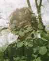 Forest man 2025