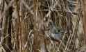 warbler_042025