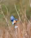 bluebird_042025