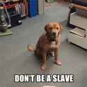 slave-250-x-250-gif-l5mtyn1w4as7cp9p