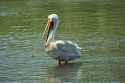 american white pelican