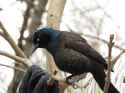 image_2025-05-11_130405022