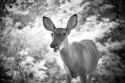 helios44deer
