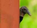 Birdie