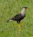 MexicanEagle2