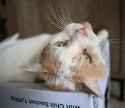 upside down butters