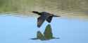 cormorant in flight