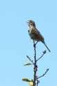 singing song sparrow