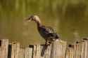 gadwall