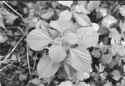 woodnettle