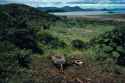 Susan-Meiselas-Cuesta-del-Plomo-showing-a-body-on-a-hillside-outside-Managua-a-well-known-site-of-many-assassinations-carried-out-by-the-National-Guard-Managua-Nicaragua-1981
