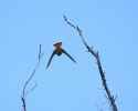 kestrel diving from dead trees