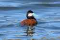 ruddy duck