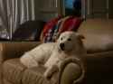 PigField_0117