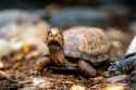 i like turtles