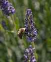 Bee1