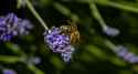 Bee2