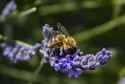 Bee3