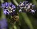 Bee8