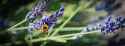 Bee4(before)