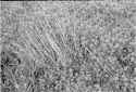 kentmere200_blackandwhiteandgreen