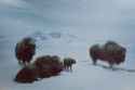 musk ox