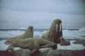 walrus