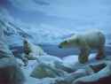 polar bears