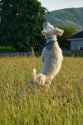 Rosie Jumping