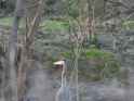 heron_042025
