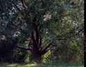 Image_0006_(iSRD, SRDx, USM)