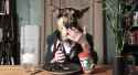 German-Shepherd-Human-Eating-1024x558