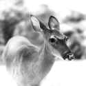 cokedupdeer
