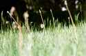 more weeds