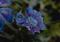 Flower1b