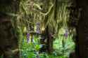 Lyroe Foxglove