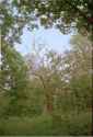 dead_tree
