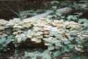 orwo_mushrooms