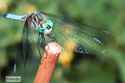 Dragonfly1